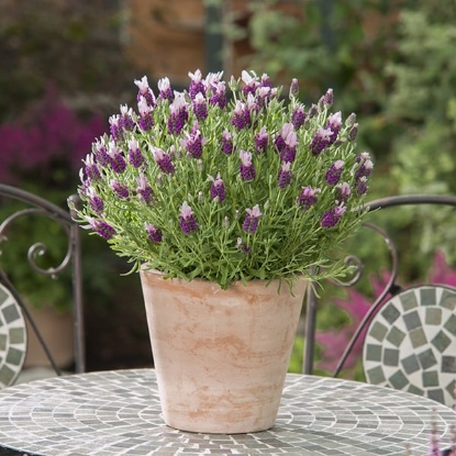 Picture of Lavender - Stoechas Bandera Pink